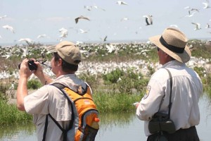 Birdwatching in the Algarve is a growing industry