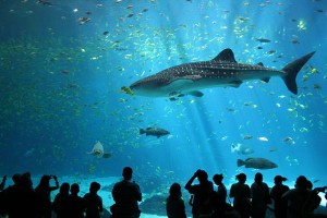 Petition against Lisbon Oceanarium being privatized