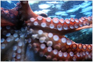 Portugal is on the lookout for Asian clients to export octopus