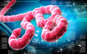 Results rule out Ebola suspicion in Portugal