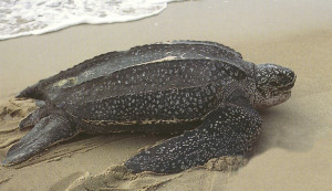 leatherback-sea-turtle
