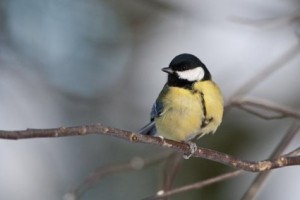 albufeira-pine-tree-tit